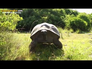 Hatun Tavlamaya Çalışırken Rahatsız Edilen Kaplumbağa