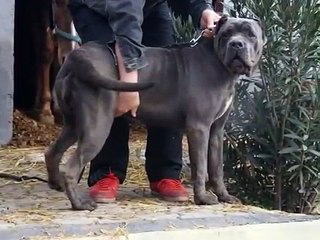 cane corso