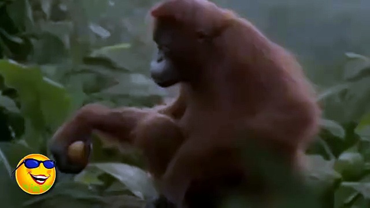 Monkey Dance | Only Funny Videos