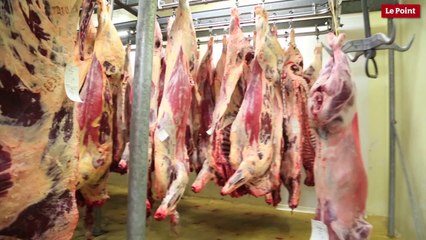 "Ferme des 1000 veaux" : la viande produite sera-t-elle halal ?