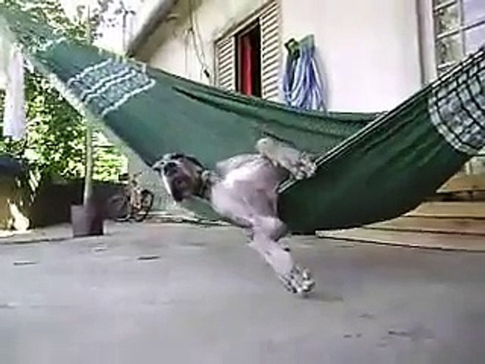 Ce grand chien a pris possession du hamac