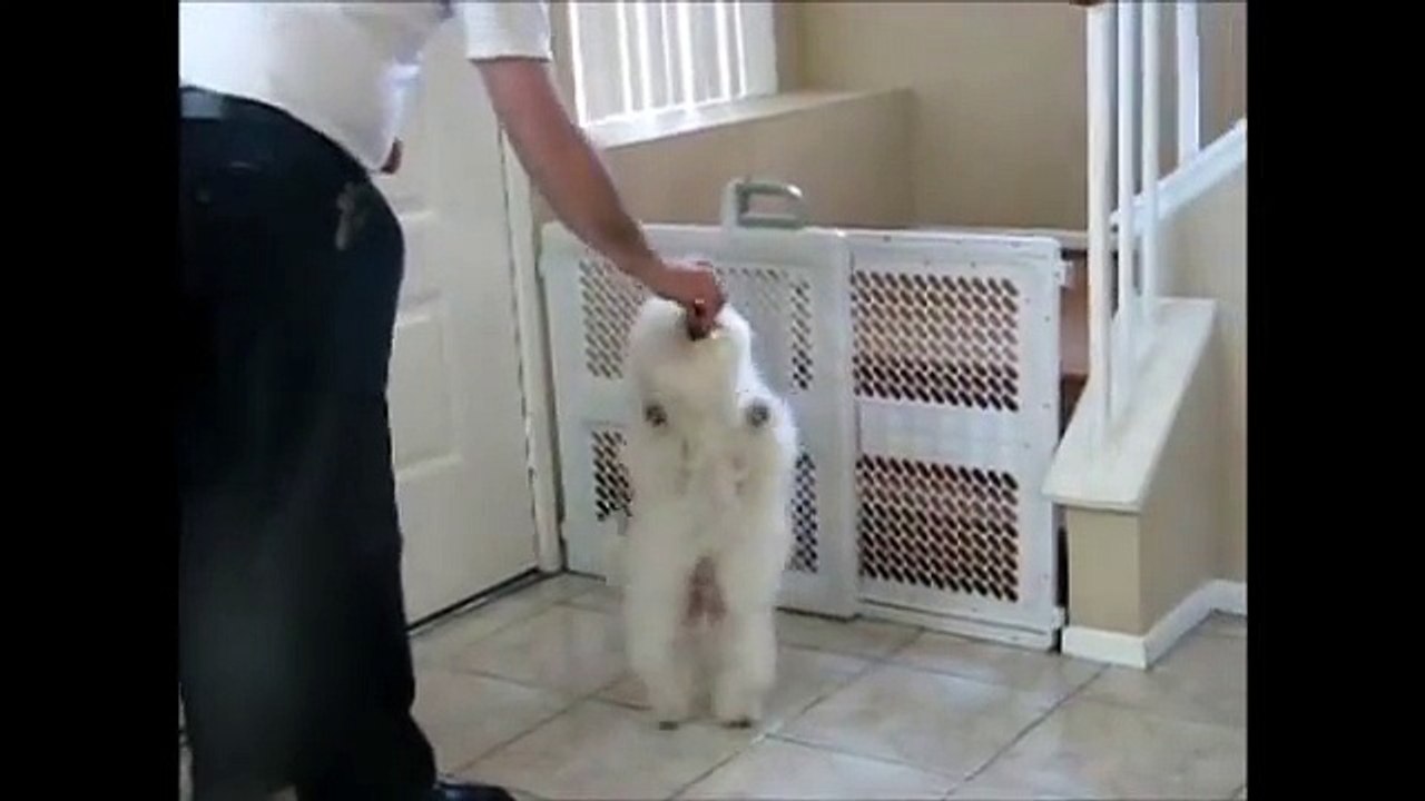 Bichon Frise Skippy 8 months old -doing tricks