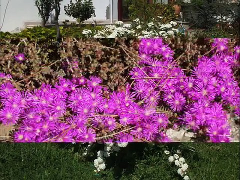 ORHAN GENCEBAY-BU GÜN SENİN DOĞUM GÜNÜN