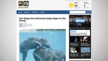 Newborn Hippo Swims And Plays With Mother At San Diego Zoo