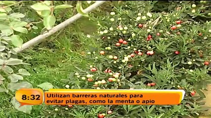 Un paraíso de rosas en Llano Grande de Cartago