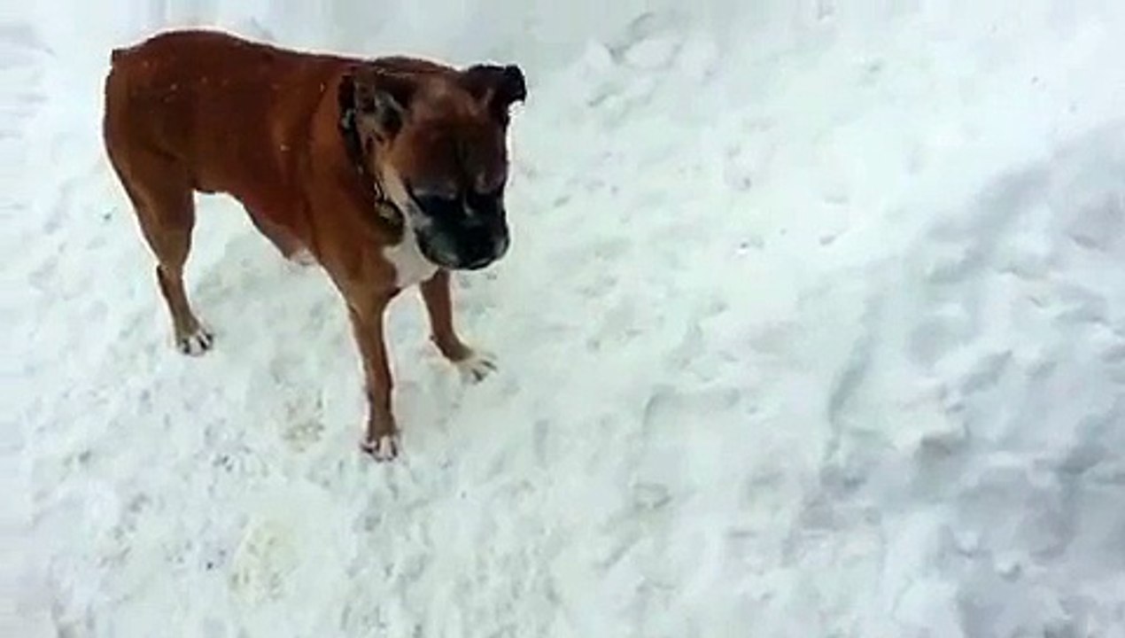 un vieux chien troll un jeune chien