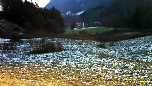 Entrainement parc aux sangliers de St Jeoire à 5 mois