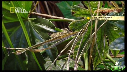 HD720p (فيلم وثائقي (اخطرالحيوانات في العالم