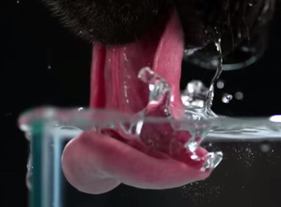 En cámara lenta: Así beben agua los perros - Vídeo Dailymotion