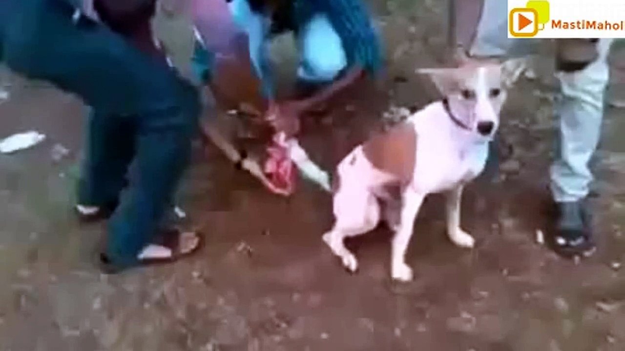 Dog Prank