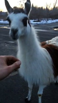 Cet homme est près de son camion lorsqu'il croise 2 animaux insolites en pleine rue !
