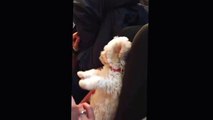 Cutest Bichon Frise puppy lay on her back just being a puppy