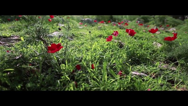 Des daltoniens découvrent les couleurs grâce à des lunettes spéciales !