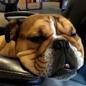 snores soo loud too its adorable