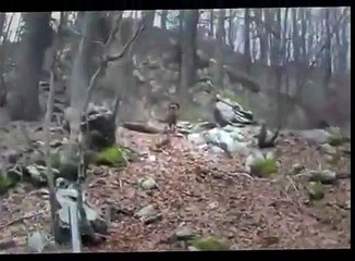 bear hunting with dogs - Hunting TV