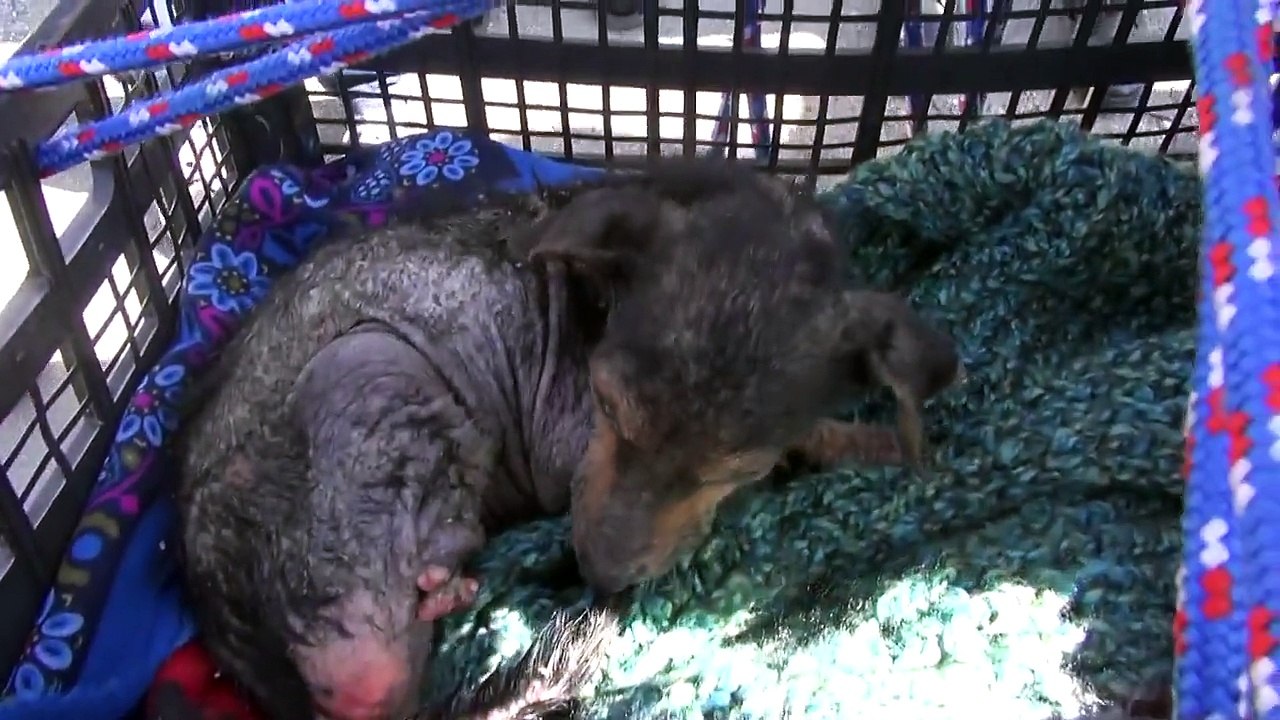 Sauvetage émouvant du chien jeté dans un fleuve