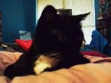 SCOTT'S KITTIES COMPILATION [redux/extra clips]:  MARCH 25, 2015