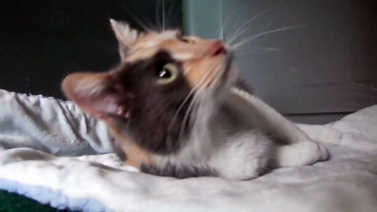Cat giving birth