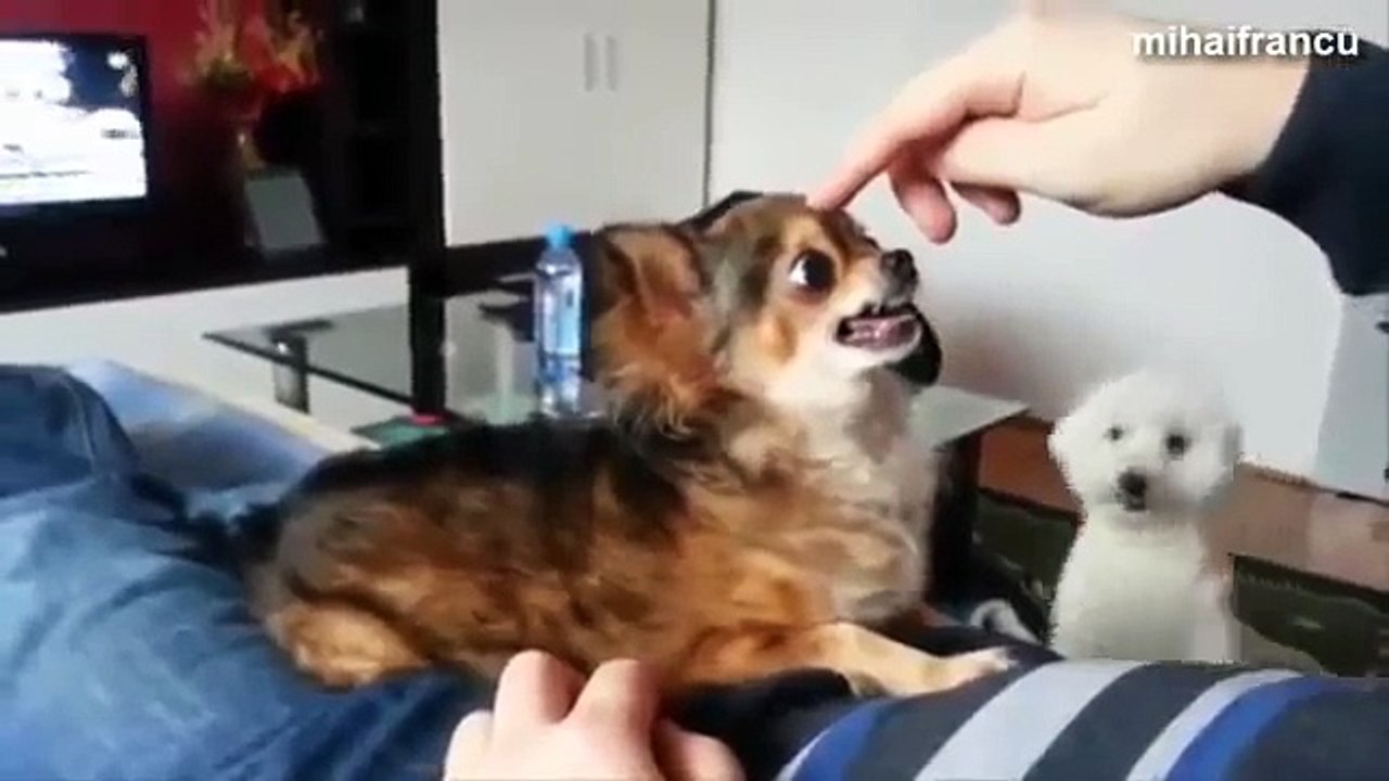 Funny Angry Dogs Barking And Growling Compilation 2014 Dog Barking Videos