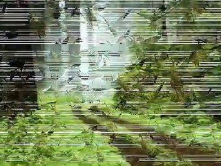 فيروز - شايف البحر شو كبير