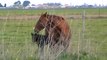 New Baby Horse Born & Bonding in Natural Pasture - NO Imprinting - Rick Gore Horsemanship