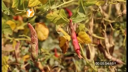 İspir kuru fasülyesi-Wilco Van Herpen