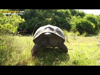 Hatun Tavlamaya Çalışırken Rahatsız Edilen Kaplumbağa