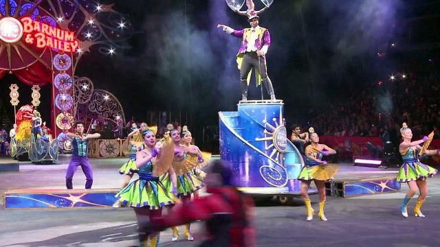El polémico trabajo de elefantes en circos
