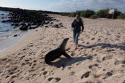 Sea Lion Wants to Play Chase at the Beach