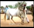 Horse dance on indian music -2015