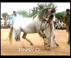 New Horse dance on indian music -2015