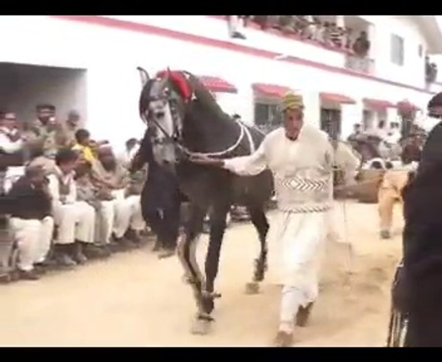 Horse dancing with old man in  cattle show.