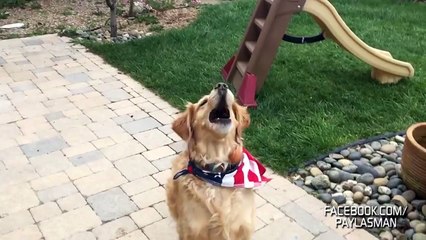 Denge Sorunu Yaşayan Köpek (Mutlu Son İçerir)