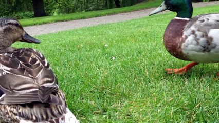 Funny Ducks Video | Best Funny Ducks Compilation | Lovely Duck's Life