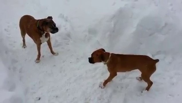 Un vieux chien joue un mauvais tour à un jeune chien