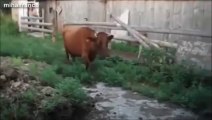 So smart cows - Hilarious animal compilation