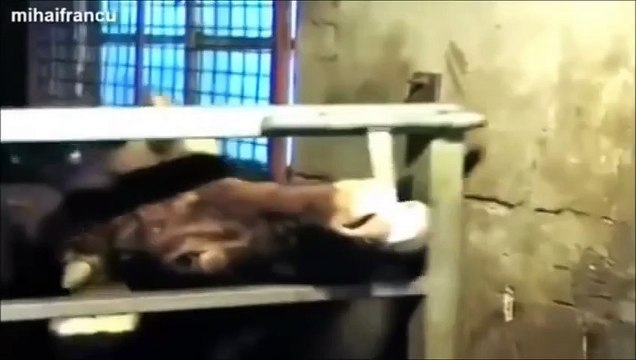 Vous pensiez que les vaches étaient débiles?! FAUX!!!