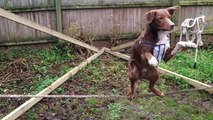 Video Proves That Some Dogs Have A Better Sense Of Balance Than Many People Do  This Is Simply Awesome