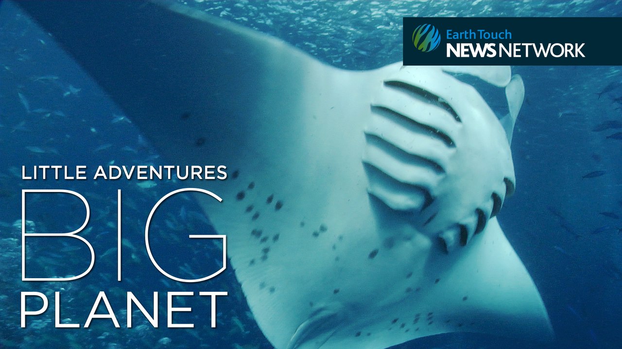 Manta ray SOS: Saving the ocean’s gentle giants