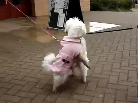 Dancing Dog Bichon Frise Dancing dogs Kandi and Bailey