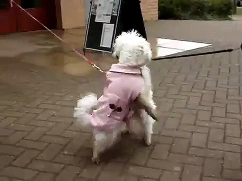 Dancing Dog Bichon Frise Dancing dogs Kandi and Bailey