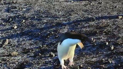 Game of Thrones - Honest Trailer - Original Edit