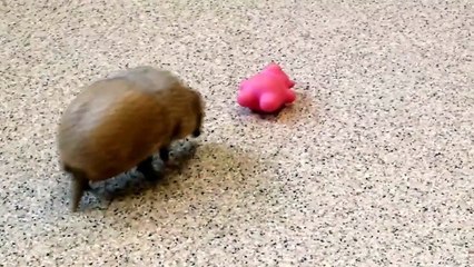 Armadillo Playing With Toys Is Actually The Cutest Thing