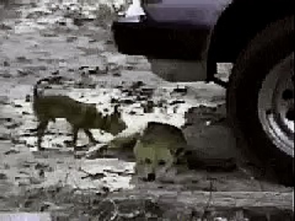 attitude _ Funny Videos