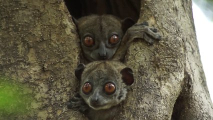 Décollage immédiat/ Le parc Ankarana