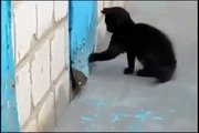 Hero Kitty Cat Helps Dog Escape