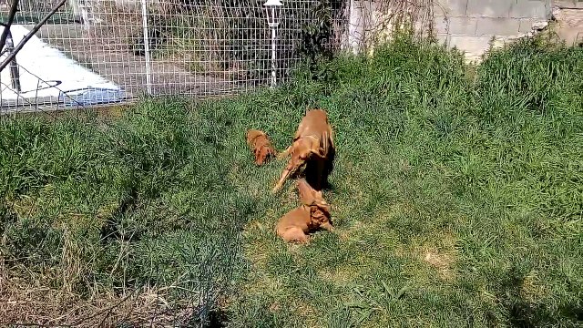 Eden et ses 2 derniers chiots 26 mars 2015