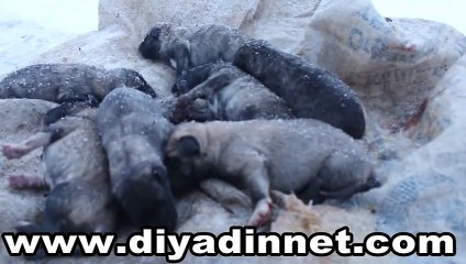 YAVRU KÖPEKLER ANNE DİYOR