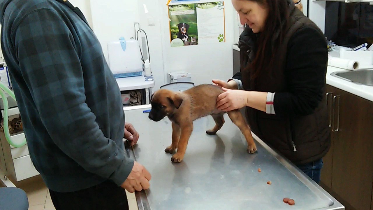 Be Aware H's @ Parovirose-Imfpung / Vaccination