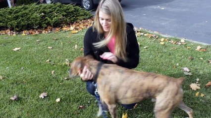 White people vs. Brown people with dogs..